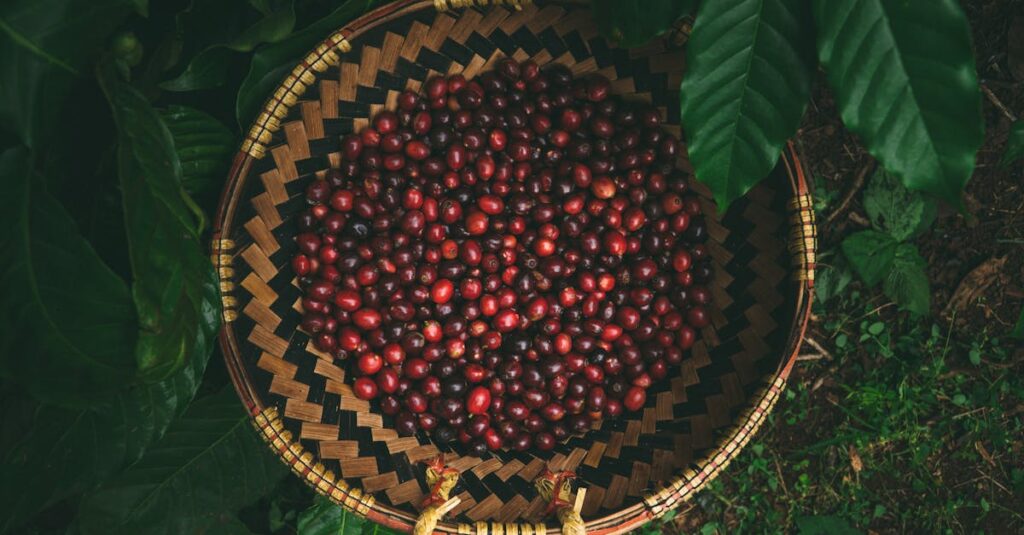 Top view of ripe coffee cherries in a traditional woven basket amidst lush green leaves.